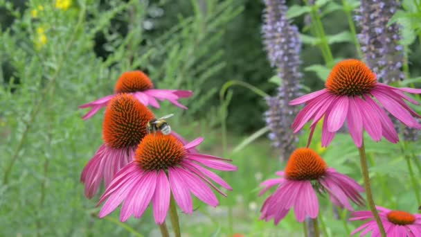 Insecten op bloemen — Stockvideo