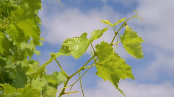 Folhas de uvas — Vídeo de Stock