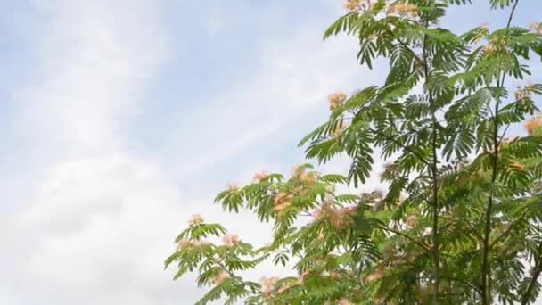 曇りの日にアカシア albizia ネムノキ — ストック動画