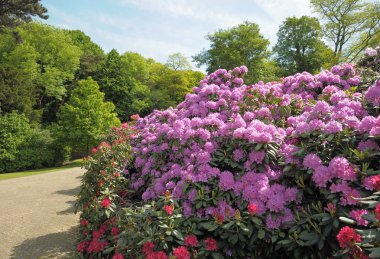 Brüksel'deki sömürge parc