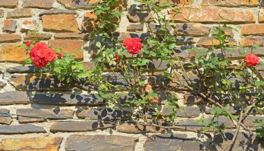 güneşli bir gün içinde gül ile ev duvar