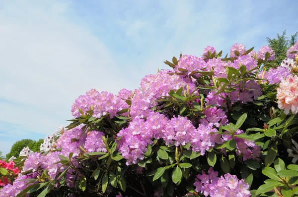 Rhododendron çiçeği — Stok fotoğraf
