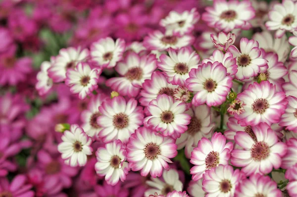 Kleine Blumen — Stockfoto