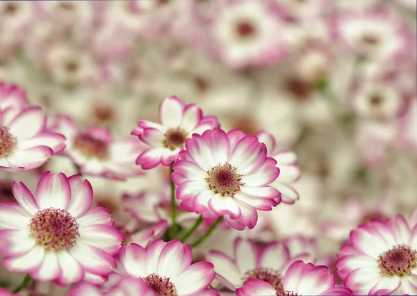 Little pink and white dahlias — Stock Photo, Image