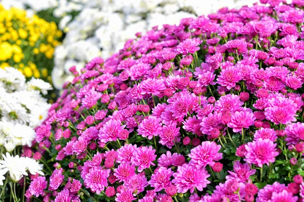 Pequeñas dalias rosadas — Foto de Stock