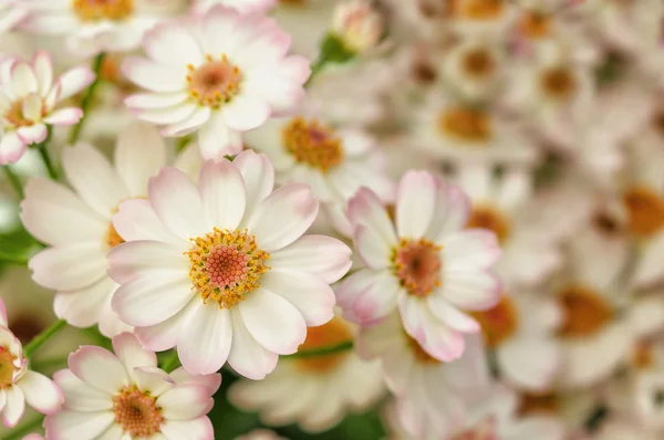 Little white and pink dahlias — Stock Photo, Image