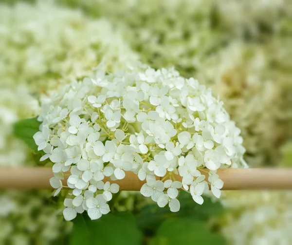 화이트 수 국 꽃 — 스톡 사진