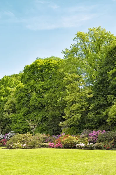 Rhododendrons in parc — Stock Photo, Image