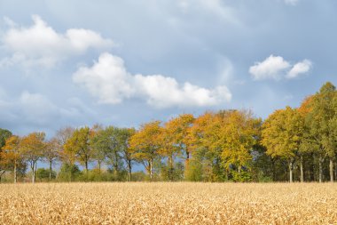 buğday alanı ile sessiz sonbahar sahne