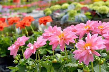 çiçek pazarı üzerinde pembe dahlias