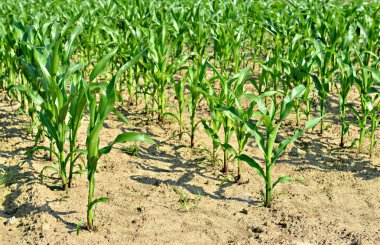 Genç Mısır alanın başlangıcı