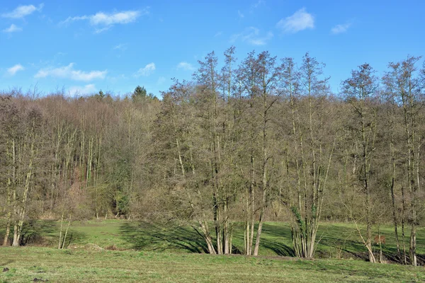 Krajina s lesem v jasné zimní den v Wallonie — Stock fotografie