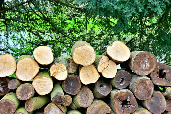 Pile de bois — Photo