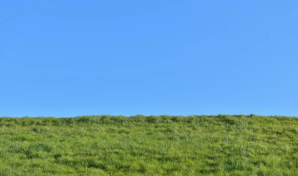 Grönt gräs fält från marken mot blå himmel — Stockfoto