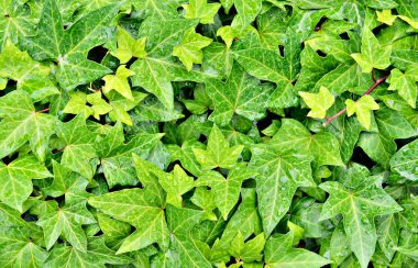 Sarmaşık yaprakları yağmur damlaları closeup ile