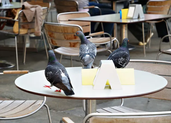 Palomas en la mesa en la cafetería al aire libre —  Fotos de Stock