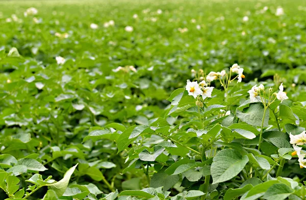Potato field with flowers in summer overcast day — Stock Photo, Image