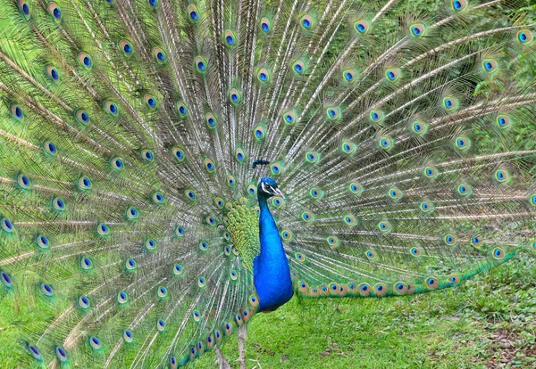 Pavo real con cola abierta — Foto de Stock