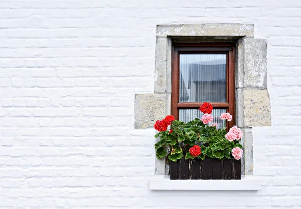 Venster met bloemen — Stockfoto