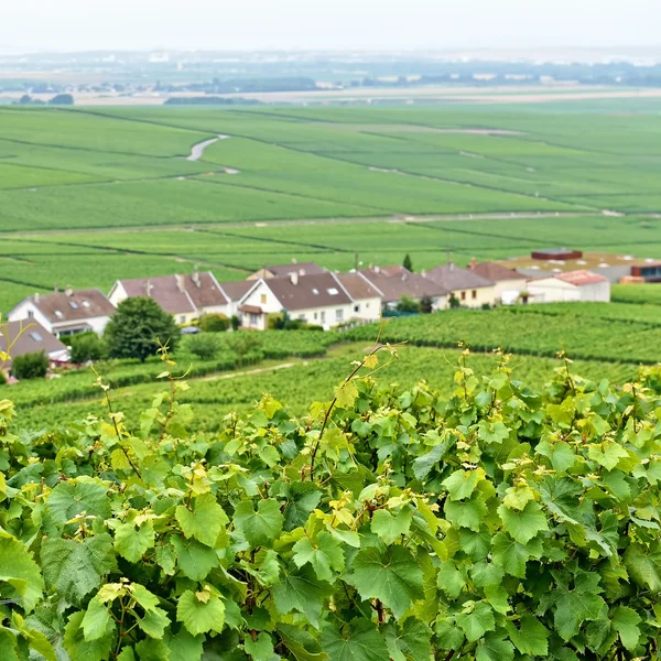 Typisch landschap in champagne-ardenne, Frankrijk met wijngaarden — Stockfoto