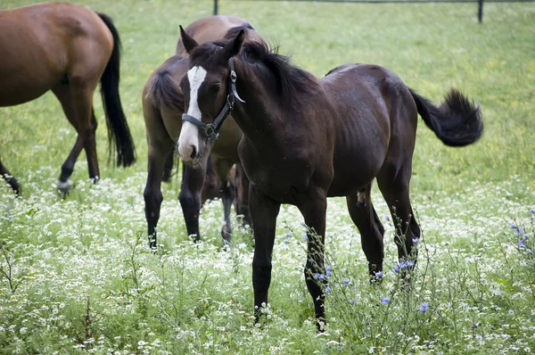 Cavalos anglo-árabes — Fotografia de Stock