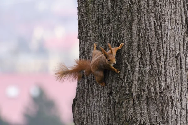 Squirrel — Stock Photo, Image