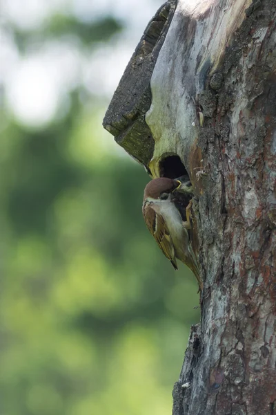 Naturaleza vida silvestre. Gorrión alimenta a polluelo en hueco —  Fotos de Stock