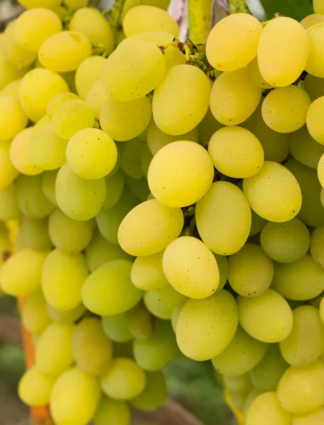 Close up photo of Ripe White table grapes on vine — Stock fotografie