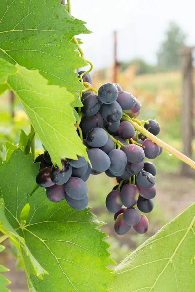 Červené zralé hroznové víno se zelenými listy — Stock fotografie