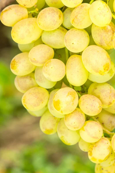 Close up photo of Ripe White table grapes on vine — Stock fotografie