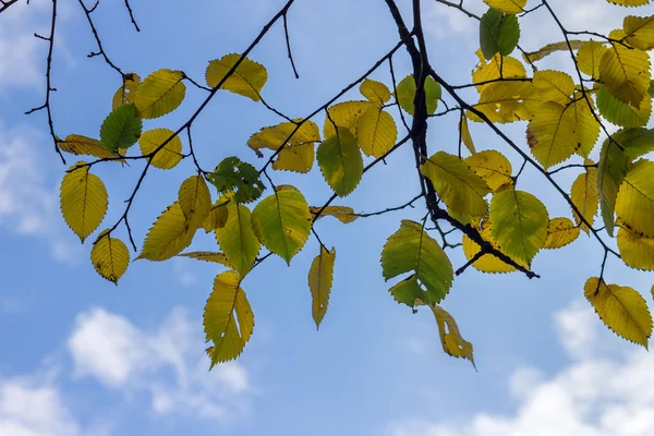 Jesienne liście na drzewie nad niebieski niebo — Zdjęcie stockowe
