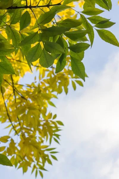 Żółty i zielony liści na drzewie przeciw błękitne niebo — Zdjęcie stockowe