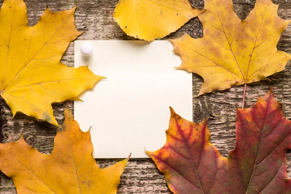 Blank paper sticker with autumn leaves on old wood background — Stock Photo, Image