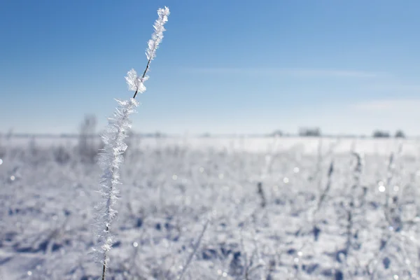 冬の風景です。冷凍植物と雪に覆われた牧草地 — Stock fotografie