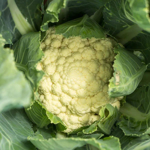 Cauliflower in natural environment. — Stock Photo, Image