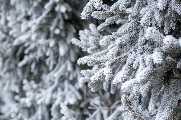 Close up spruce twig covered with hoarfrost in the morning — Stock Photo, Image