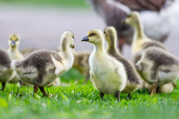 Flock Young Geese Grazing Green Grass — Stock Photo, Image