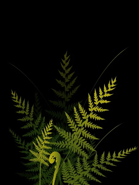 蕨类植物与美丽背景 — 图库矢量图片