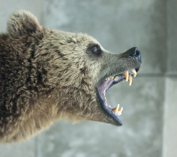 Wściekły niedźwiedź — Zdjęcie stockowe