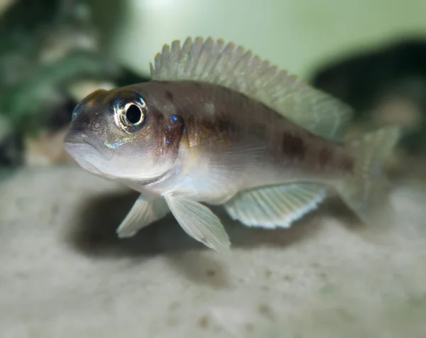 Рыба Lamprologus оцеллятус — стоковое фото