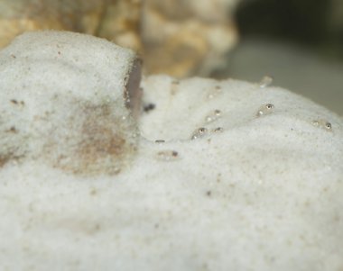 Genç balıklar lamprologus ocellatus