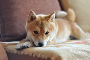 köpek kanepede