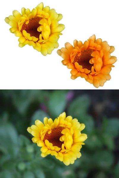 Gerbera — Stockfoto