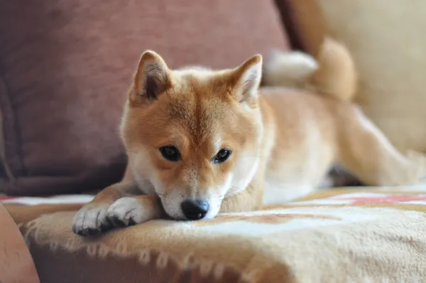 Hund auf Couch — Stockfoto