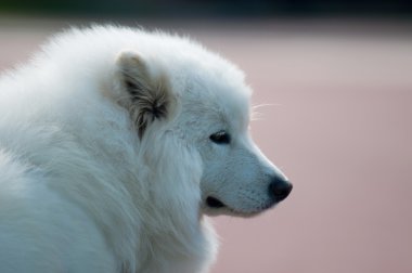 Samoyed portre