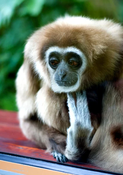 Sad Gibbon — Stock Photo, Image
