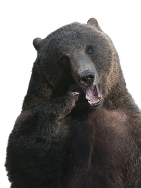棕熊 — 图库照片