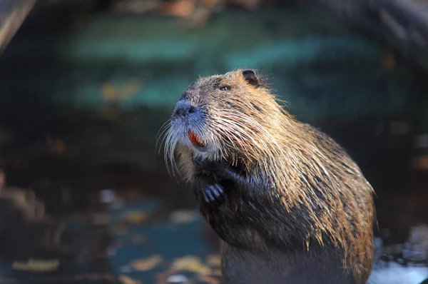 Nutria — Stock Photo, Image