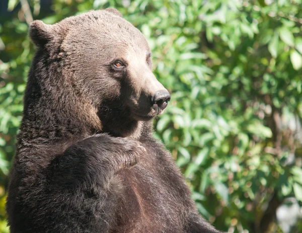 Urso-pardo — Fotografia de Stock