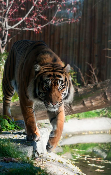 Tigre en frente —  Fotos de Stock